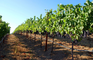 New-World-vineyard-with-irrigation.jpg