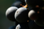 La-Conseillante-Grapes-Permission-5-See-La-Conseillante-Permissions-5.jpg