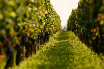 Champagne Grape Vines