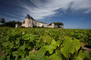 Chateau-dYquem-Vines-Permission-6-Unknown-2.jpg