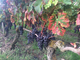 Bunch-of-rotten-red-grapes-on-vine-2.jpg