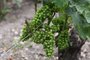 Bunch-of-youg-grapes-green-on-vine.jpg
