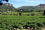 iStock_000010036974Small-vineyard-southern-france.jpg