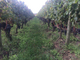 Row-of-vines-with-red-grapes.jpg