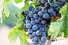 Wine Grapes