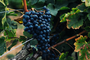 grapes-resize.jpg