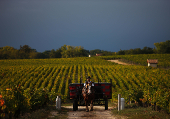 Pontet-Canet_Harvest-2010_07.jpg