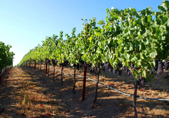 New-World-vineyard-with-irrigation.jpg