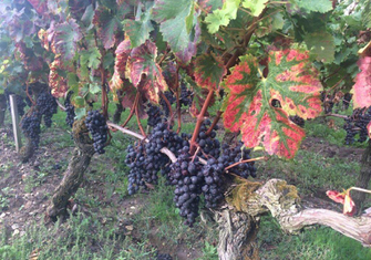 Bunch-of-rotten-red-grapes-on-vine-2.jpg