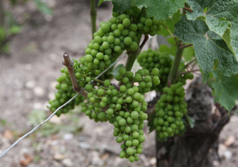 Bunch-of-youg-grapes-green-on-vine.jpg