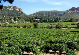 iStock_000010036974Small-vineyard-southern-france.jpg