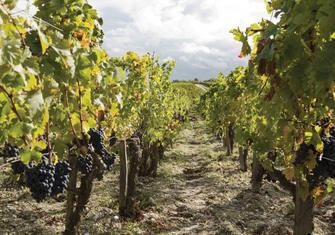 Pontet-Canet-2012-vendanges_03.jpg