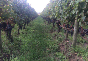 Row-of-vines-with-red-grapes.jpg