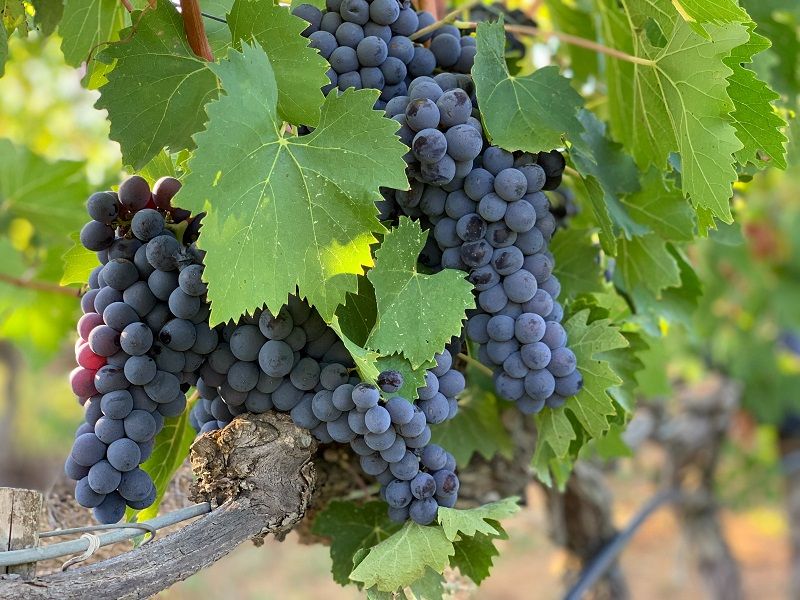 Grapes on Vine