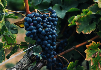 grapes-resize.jpg